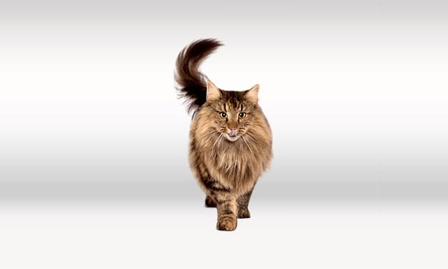 Поделитесь своим отзывом о ассортименте продуктов Perfect Fit для кошек