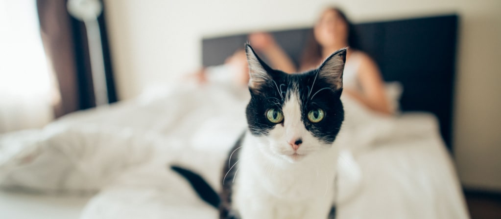 Как отучить домашнюю кошку будить хозяина по утрам и среди ночи | PERFECT  FIT™