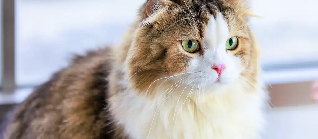 Как похудеть коту: как помочь кошке сбросить вес? | PERFECT FIT™