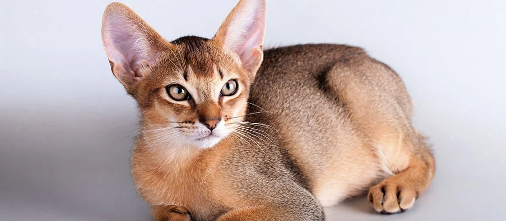 Абиссинская кошка: фото, характер, поведение и особенности | PERFECT FIT™