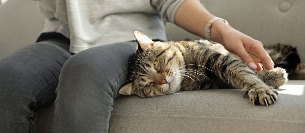 Кошка кусается: почему и как отучить? | PERFECT FIT™