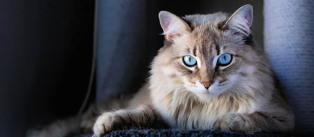 Почему у кошки светятся глаза в темноте: причины | PERFECT FIT™