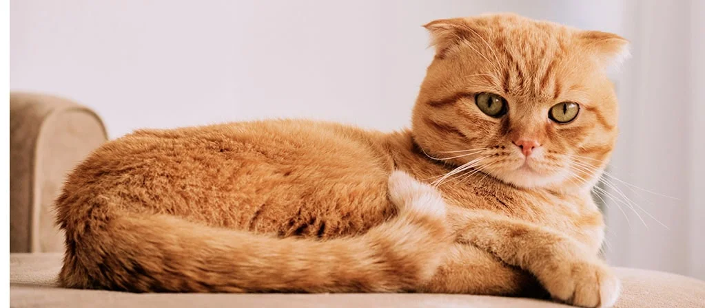 Перхоть у кошки на спине или у хвоста: причины, лечение | PERFECT FIT™