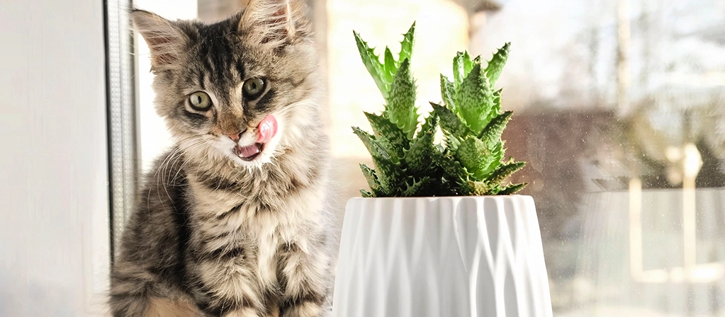 Как отучить кошку есть комнатные цветы и растения? | PERFECT FIT™