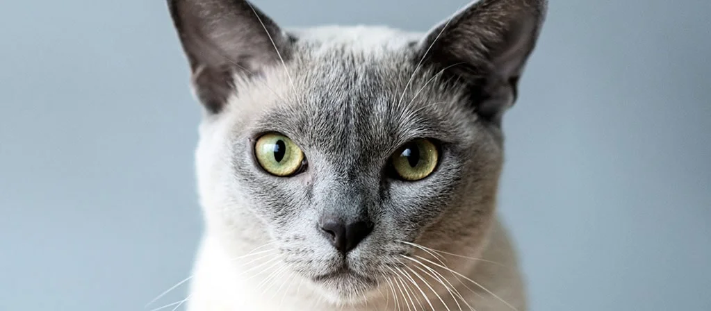 У кошки слезятся глаза: почему и что делать? | PERFECT FIT™
