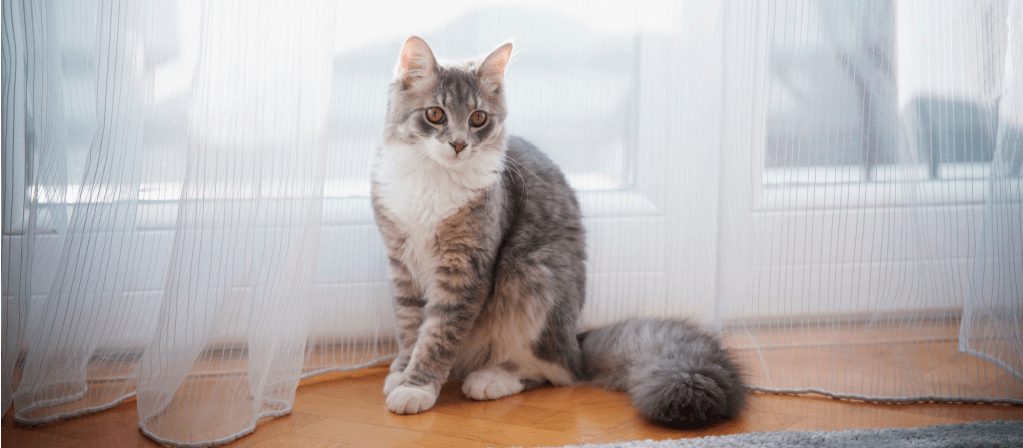 Как приучить кошку к новому дому: переезд в новую квартиру | PERFECT FIT™