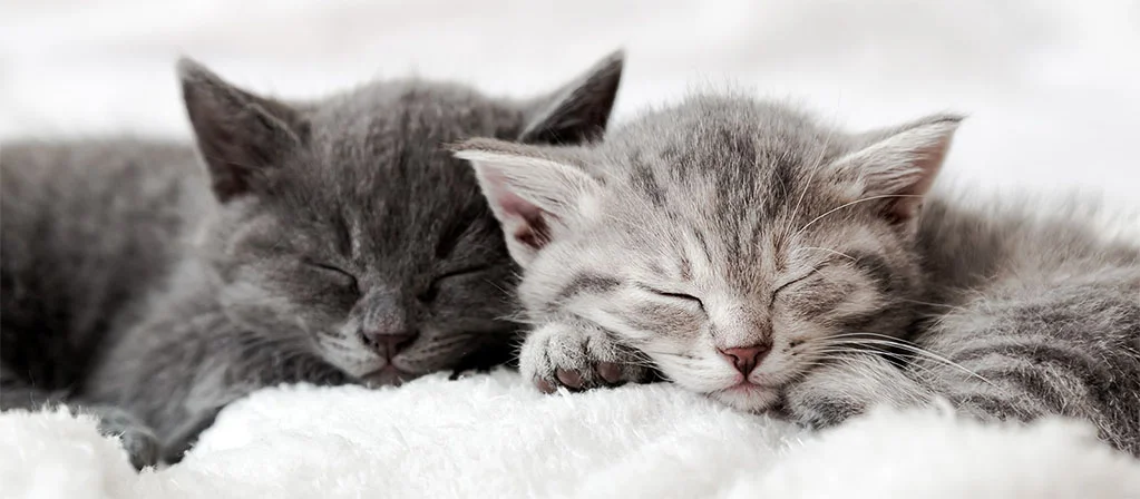 Сколько спят новорожденные котята: от месяца до одного года | PERFECT FIT™