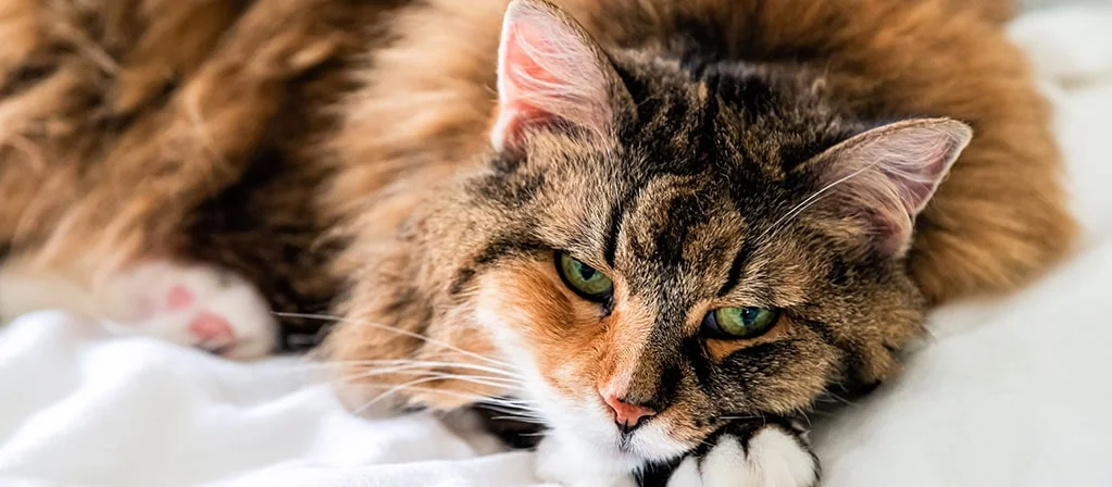 Почему кошку рвет после еды непереваренной пищей? | PERFECT FIT™