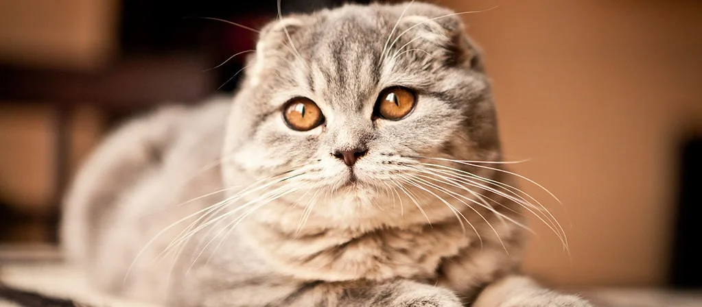 Шотландская вислоухая кошка (Скоттиш фолд): фото, характер, описание породы  | PERFECT FIT™