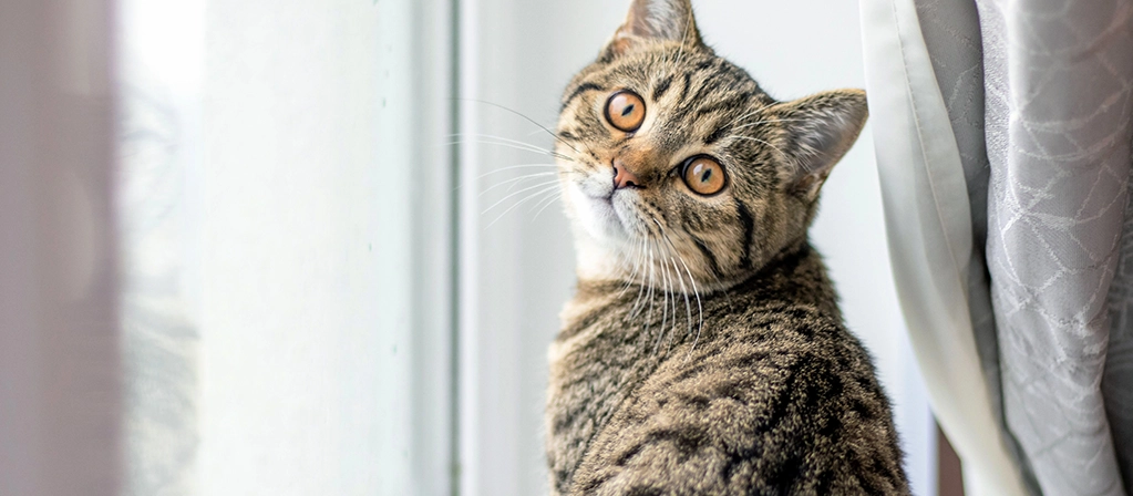 Язык тела кошек: как понять настроение кошки? | PERFECT FIT™