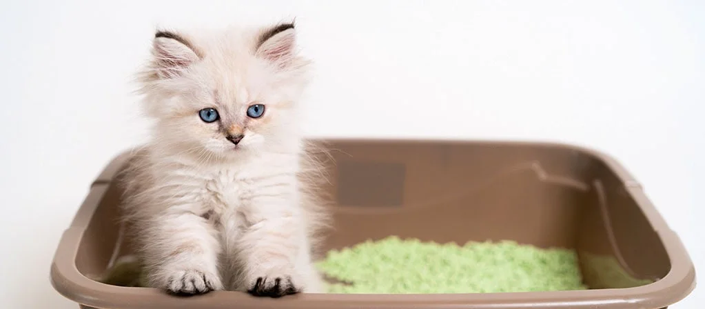 Как приучить котенка к лотку в квартире: с наполнителем и без | PERFECT FIT™