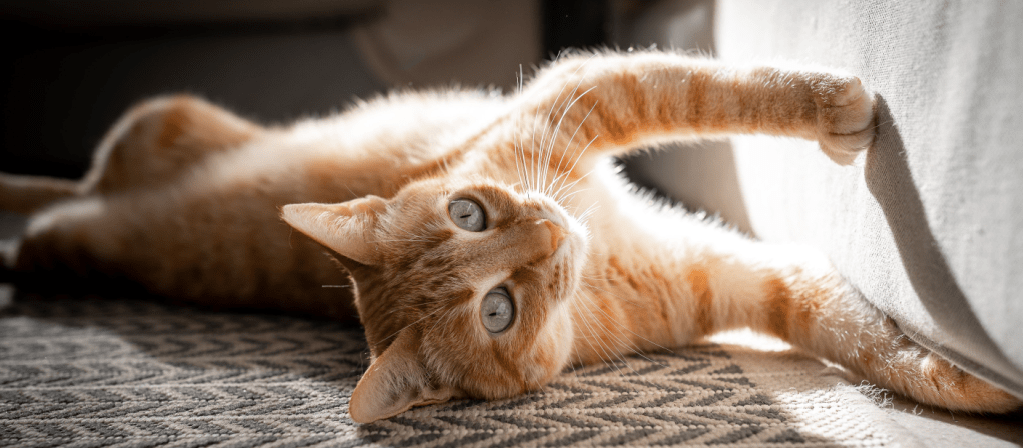 Как отучить кошку царапать обои, мебель, стены | PERFECT FIT™