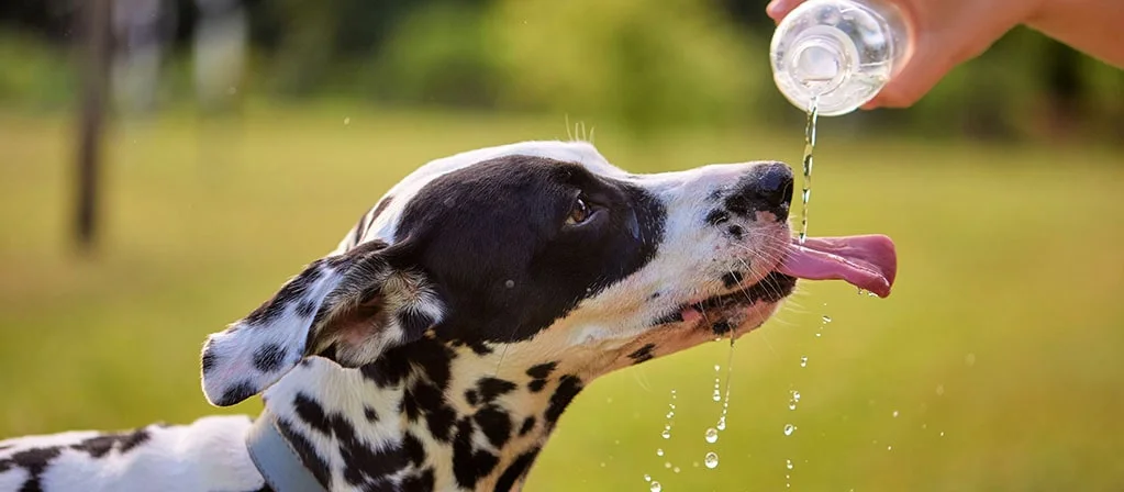 Сколько воды нужно пить собаке в день: норма воды в сутки для собак |  PERFECT FIT™