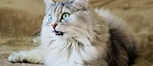 Почему коты открывают рот при нюхании: причины и объяснения