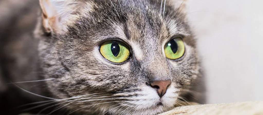 Жидкий стул у кошек: чем лечить и что делать? | PERFECT FIT™