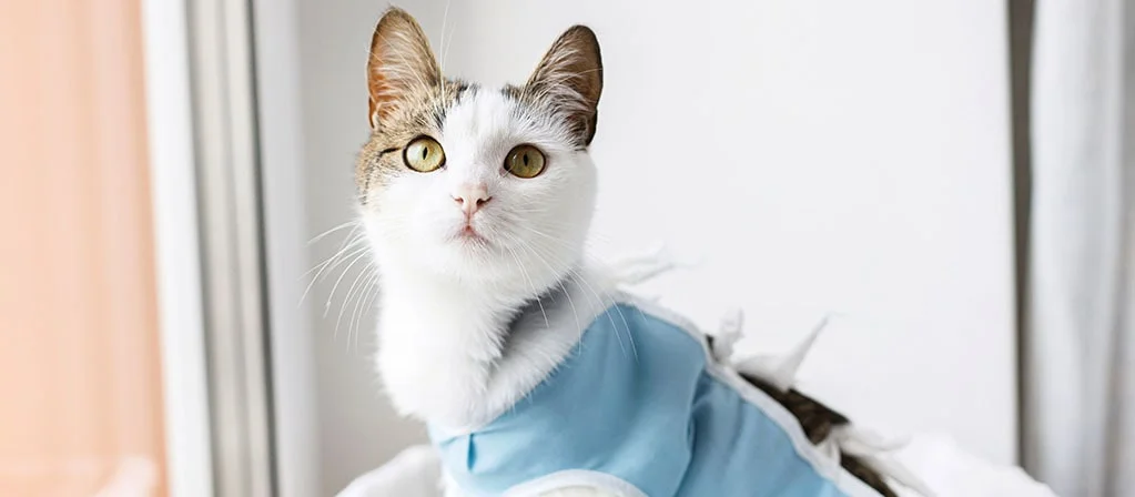 Кошка после стерилизации: сколько отходит от наркоза, как ухаживать, когда  кормить | PERFECT FIT™