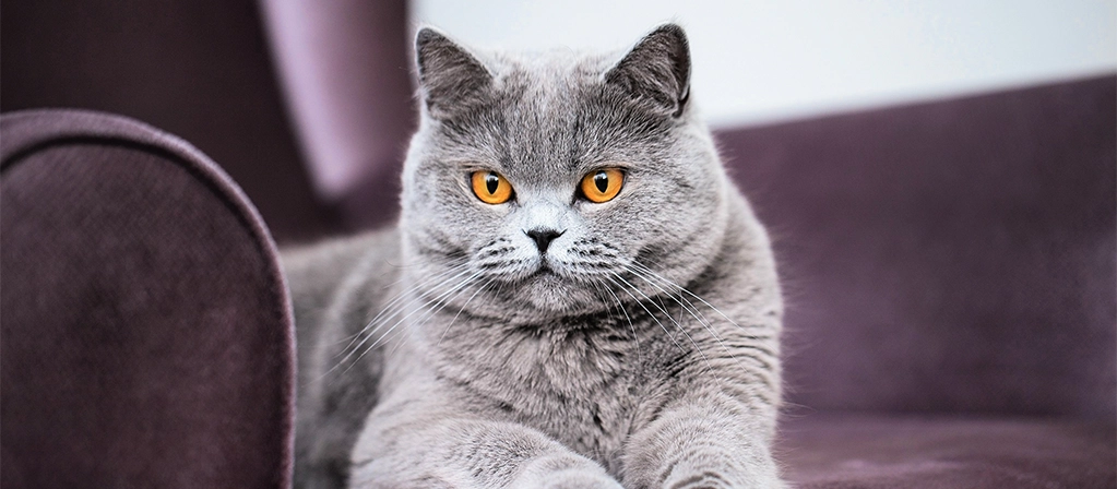 Британская короткошерстная кошка: фото, описание породы, характер | PERFECT  FIT™