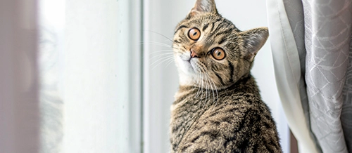 Язык тела кошек: как понять настроение кошки? | PERFECT FIT™