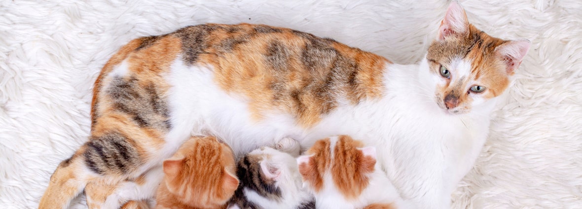 До какого возраста растут кошки: развитие котенка по месяцам | PERFECT FIT™