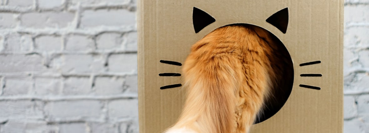 Как приучить кошку к новому дому: переезд в новую квартиру | PERFECT FIT™