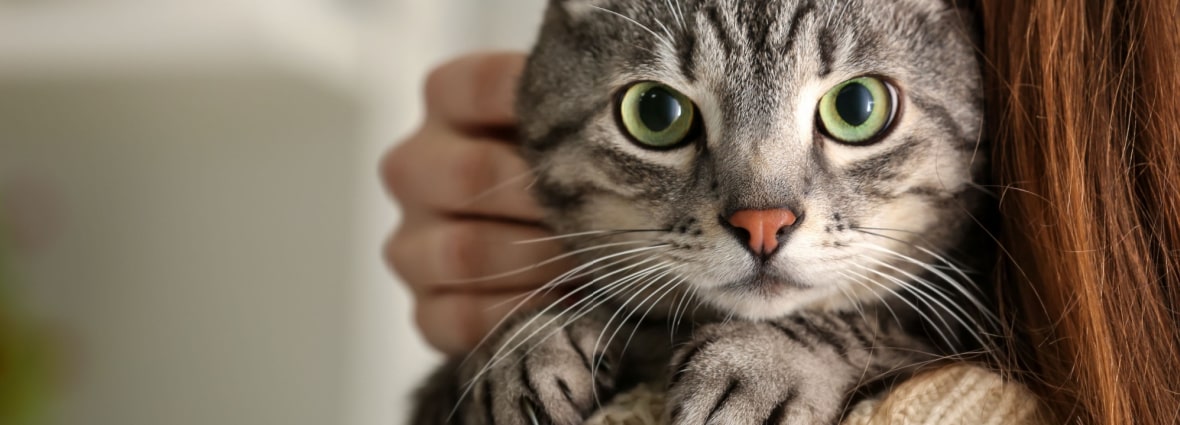 Почему у кошки текут слюни у кошки: причины, что делать | PERFECT FIT™
