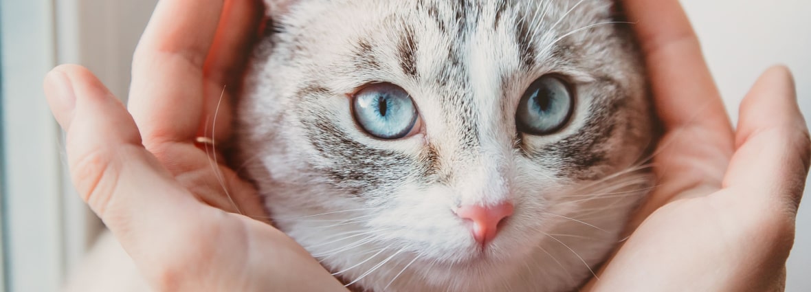 Зрение у кошек: как кошки видят окружающий мир своими глазами | PERFECT FIT™