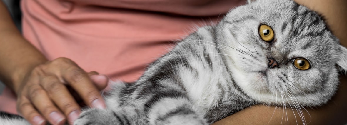 Мокрый нос у кошки: причины, норма | PERFECT FIT™