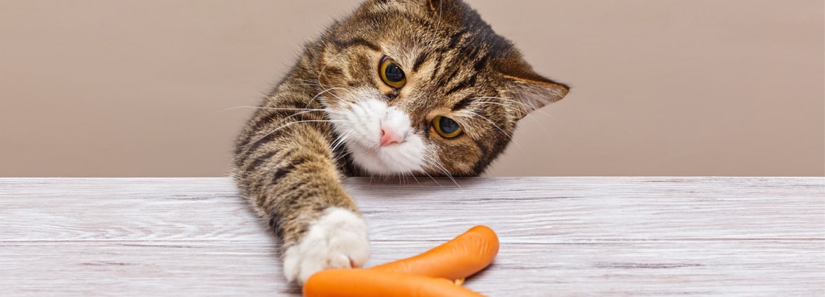 У кошки плохо пахнет изо рта: причины неприятного запаха из пасти | PERFECT  FIT™