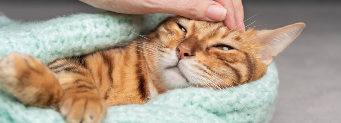 Почему у кошки текут слюни у кошки: причины, что делать | PERFECT FIT™