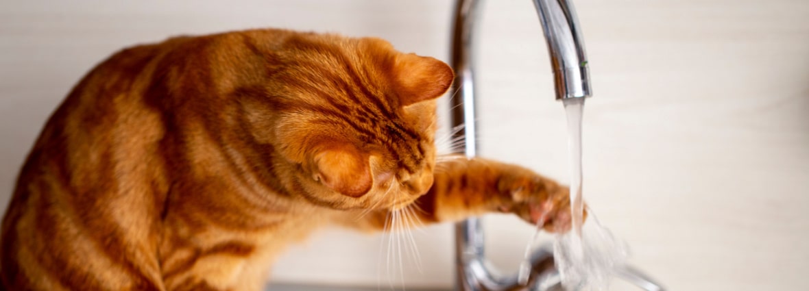 Сколько воды должна пить кошка: норма по весу и возрасту | PERFECT FIT™