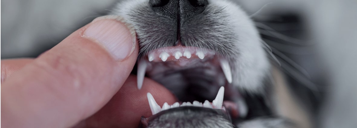 В каком возрасте у собак меняются зубы?