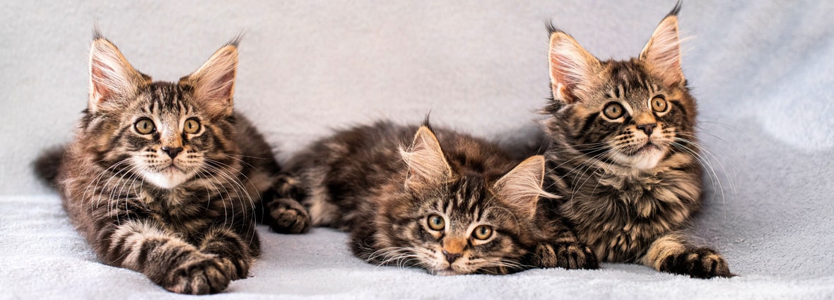 До какого возраста растут кошки: развитие котенка по месяцам | PERFECT FIT™