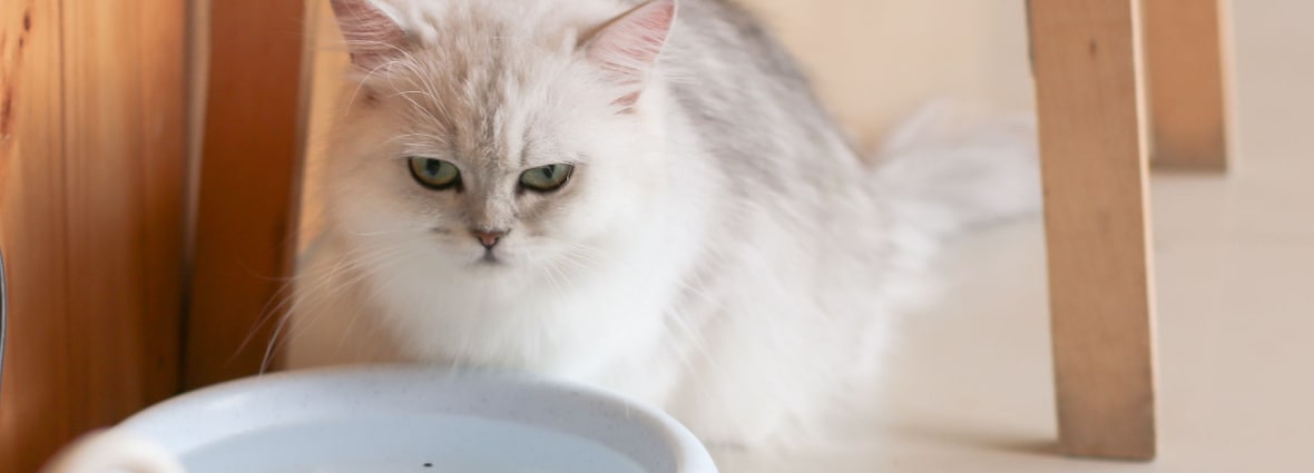 Сколько воды должна пить кошка: норма по весу и возрасту | PERFECT FIT™