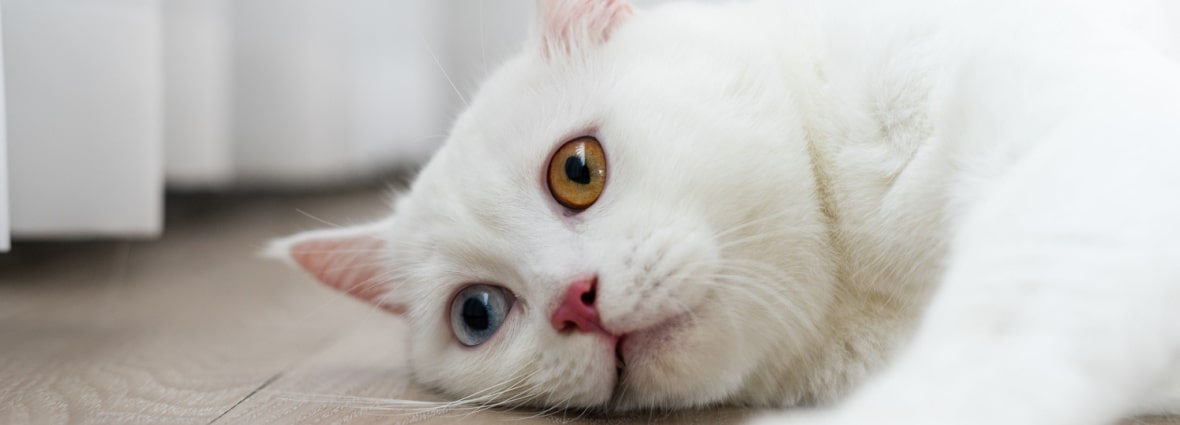 Почему у кошки текут слюни | Блог зоомагазина баштрен.рф