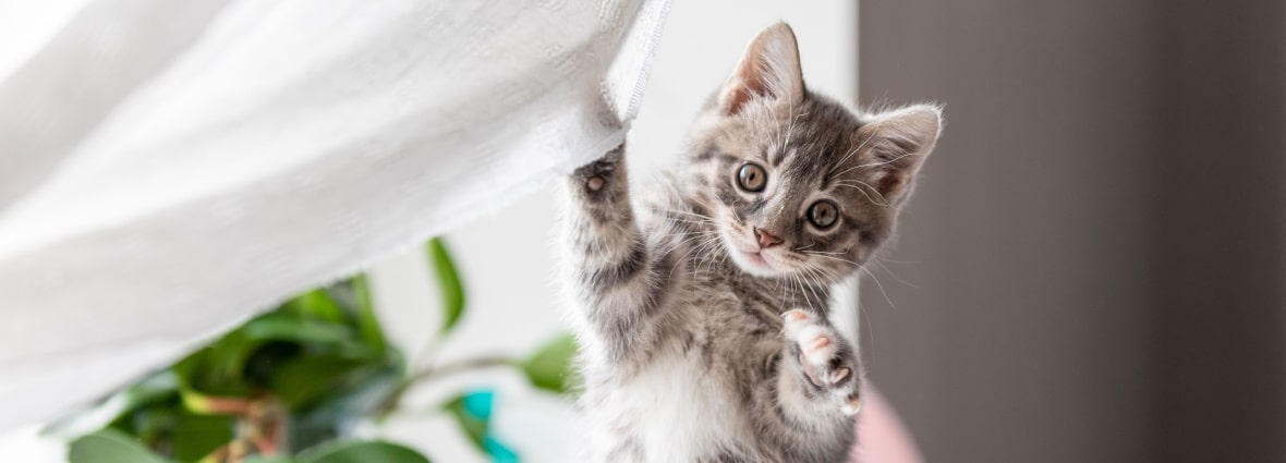 Кошка кусается: почему и как отучить? | PERFECT FIT™