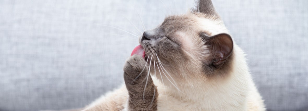 Мокрый нос у кошки: причины, норма | PERFECT FIT™