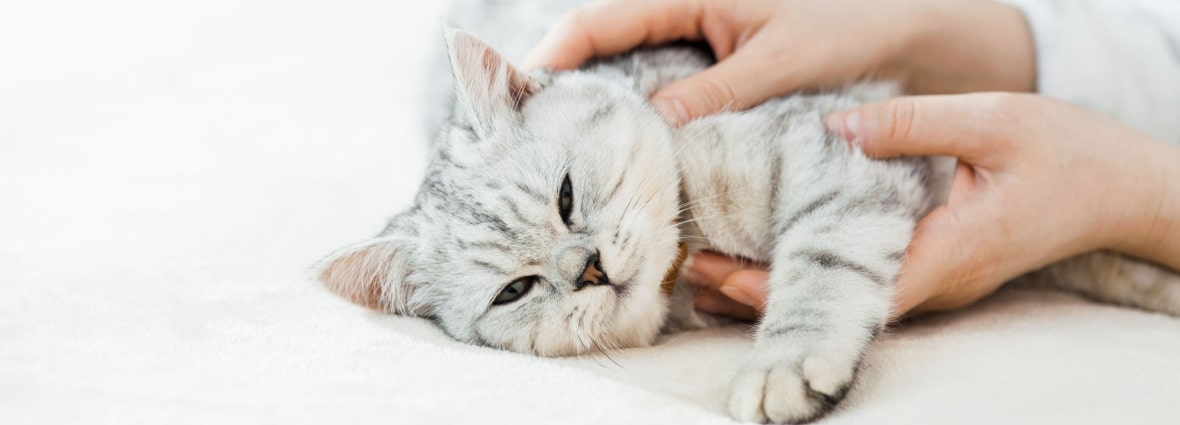 Почему у кошки обильное слюноотделение