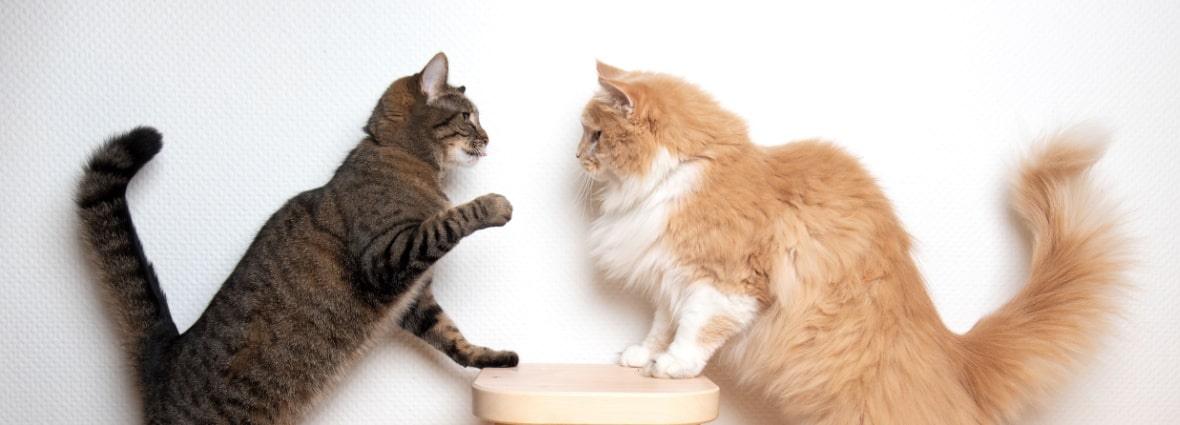 Сколько должна весить кошка: средний вес по возрастам | PERFECT FIT™
