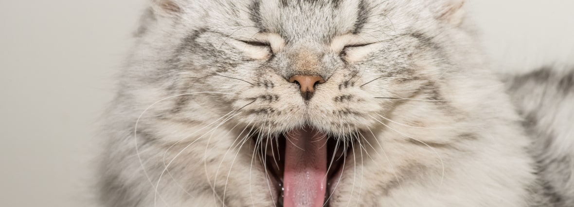 Причины неприятного запаха изо рта у кошек: основные факторы