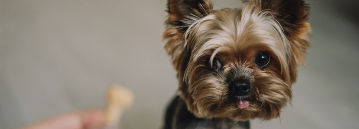 Почему щенок или взрослая собака скулит | PERFECT FIT™