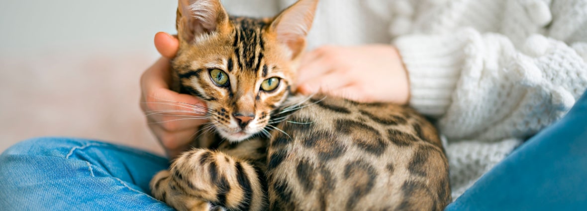 Зрение у кошек: как кошки видят окружающий мир своими глазами | PERFECT FIT™