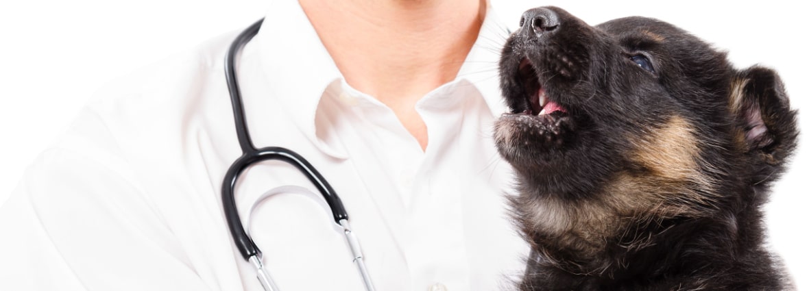 Когда стоит обратиться к ветеринарному врачу?
