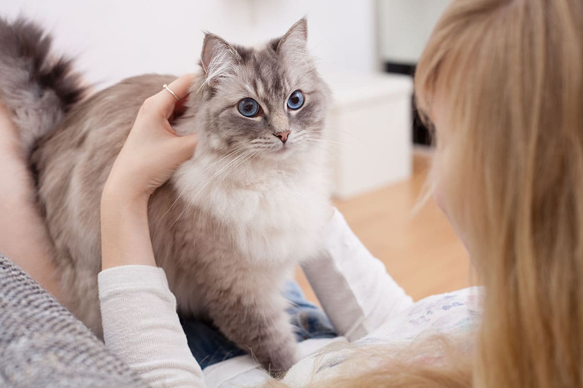 Как кошки влияют на жизнь и здоровье человека? | PERFECT FIT™