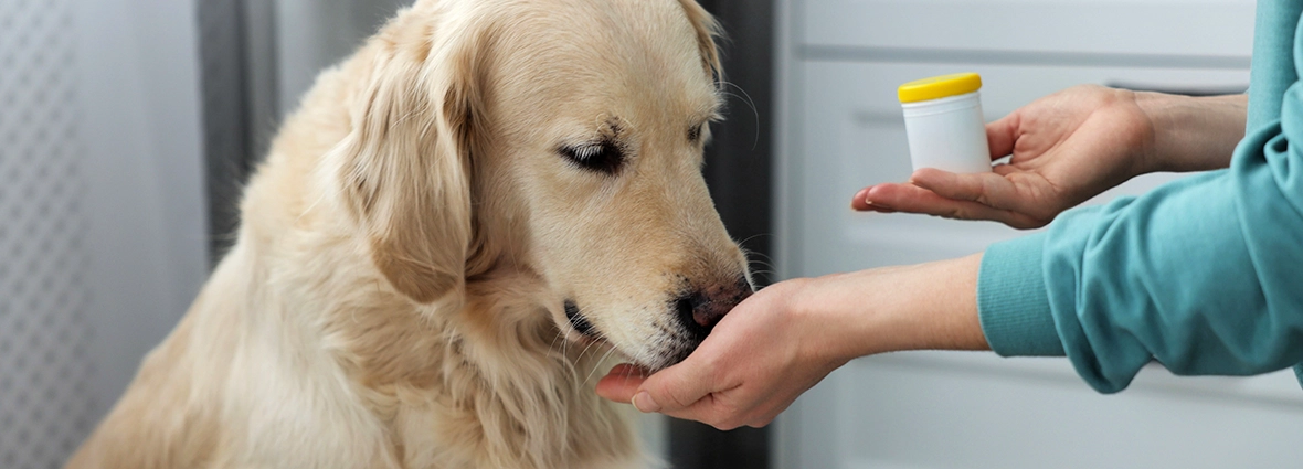 Диагноз и план лечения определяет ветеринарный врач