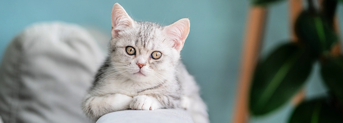 Клички для кошек и котят: список красивых имен | PERFECT FIT™