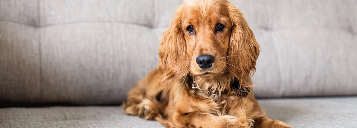 Собака метит в квартире: что делать и как отучить?| PERFECT FIT™