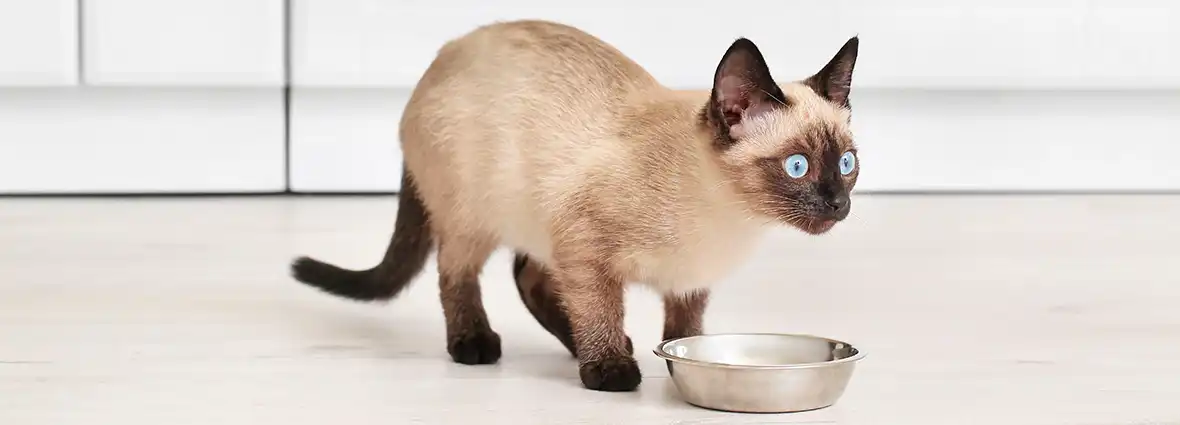 Выбирайте режим кормления с учетом особенностей котенка