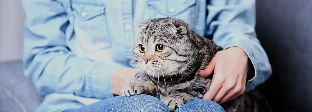 Как приучить котенка или взрослую кошку к рукам и ласке?| PERFECT FIT™