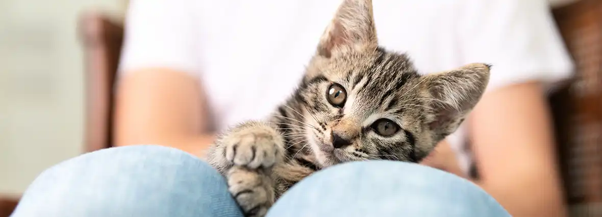 Как приучить котенка или взрослую кошку к рукам и ласке?| PERFECT FIT™