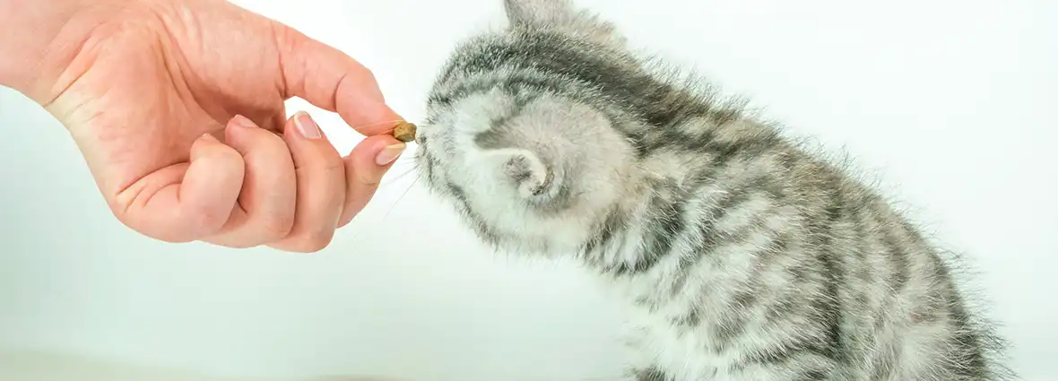 Как правильно кормить котенка